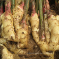 China export natural organic market price fresh ginger